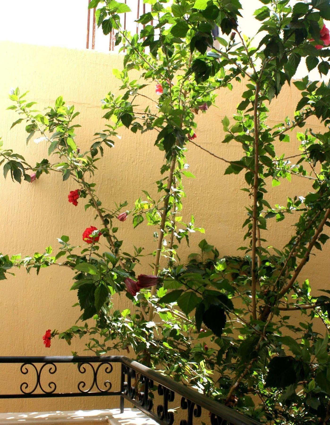 Orion Apartments Malia  Bagian luar foto